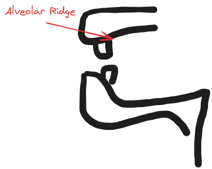illustration of alveolar ridge